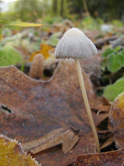 hnojníkovité Psathyrellaceae fam.