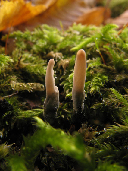 drevnatec parohatý Xylaria hypoxylon (L.) Grev.