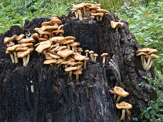 podpňovka tmavá Armillaria ostoyae (Romagn.) Herink