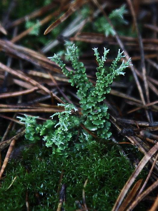 dutohlávka šupinkatá Cladonia squamosa var. squamosa (Scop.) Hoffm.