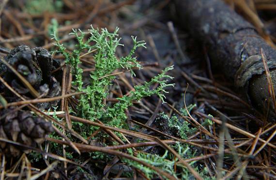 dutohlávka šupinkatá Cladonia squamosa var. squamosa (Scop.) Hoffm.