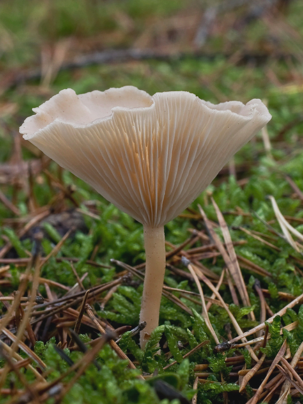 strmuľka Clitocybe sp.