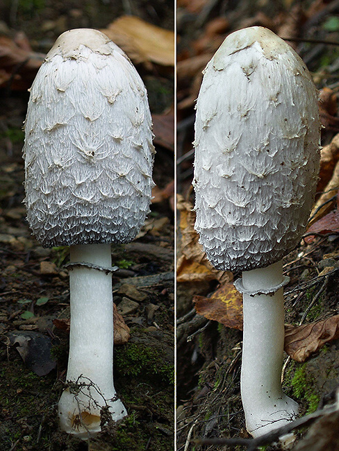 hnojník obyčajný Coprinus comatus (O.F. Müll.) Pers.