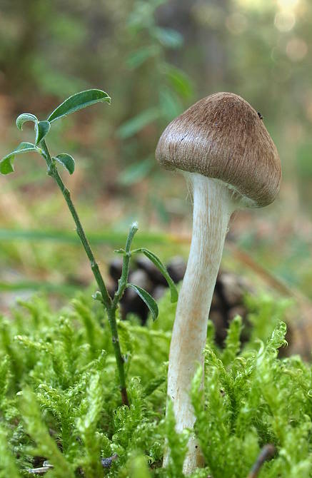 pavučinovec Cortinarius sp.