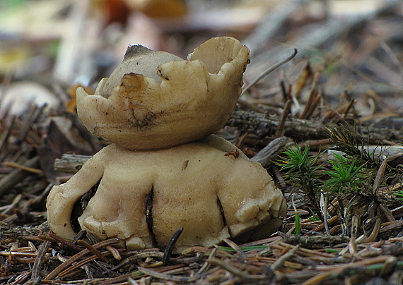 hviezdovka trojitá Geastrum triplex Jungh.