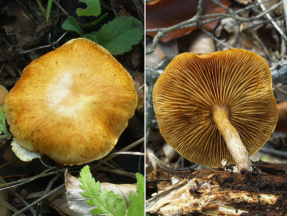 šupinovec nevoňavý Gymnopilus penetrans (Fr.) Murrill