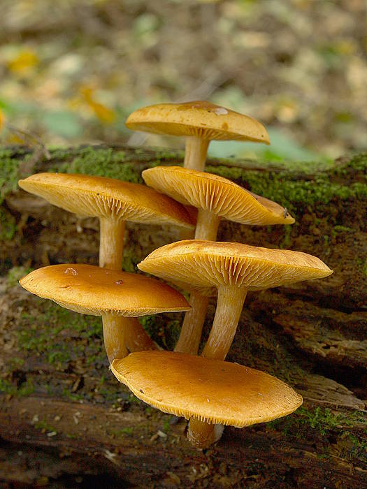 šupinovec Gymnopilus sp.