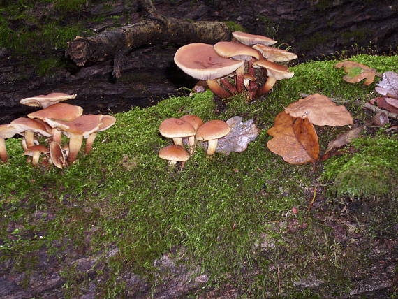 strapcovka tehlovočervená Hypholoma lateritium (Schaeff.) P. Kumm.