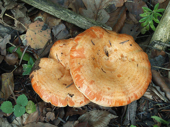 rýdzik jedľový Lactarius salmonicolor R. Heim & Leclair