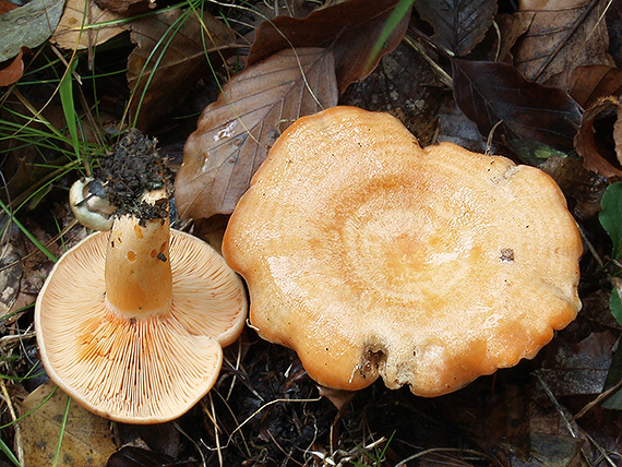 rýdzik jedľový Lactarius salmonicolor R. Heim & Leclair