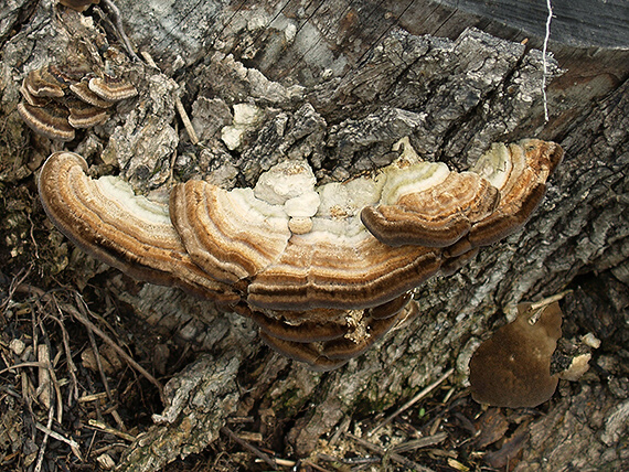 lupeňovka brezová Lenzites betulina (L.) Fr.