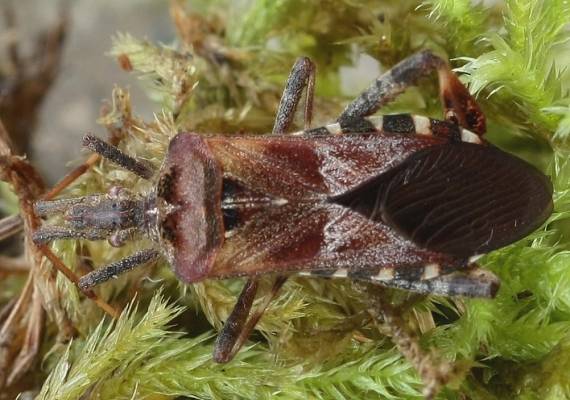 obrubnica americká Leptoglossus occidentalis