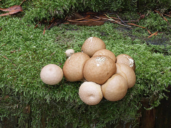 prášnica hruškovitá Lycoperdon pyriforme Schaeff.