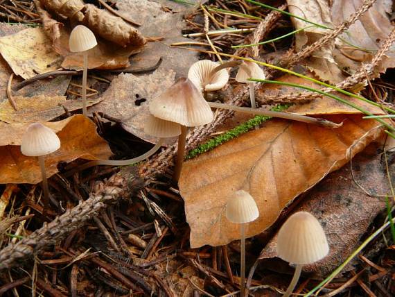 helmovka kuželovitá (- Prilbička kužeľovitá Mycena metata  (Secr. ex Fr.) Kummer.