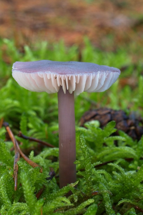 prilbička reďkovková Mycena pura (Pers.) P. Kumm.