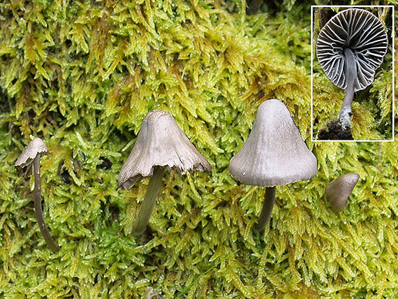 prilbička Mycena sp.