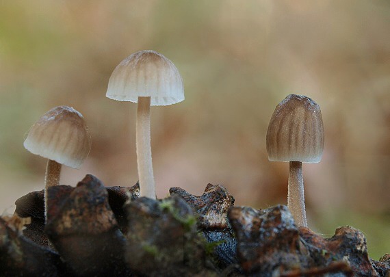 prilbička Mycena sp.