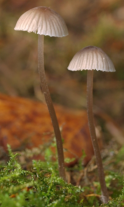 prilbička Mycena sp.