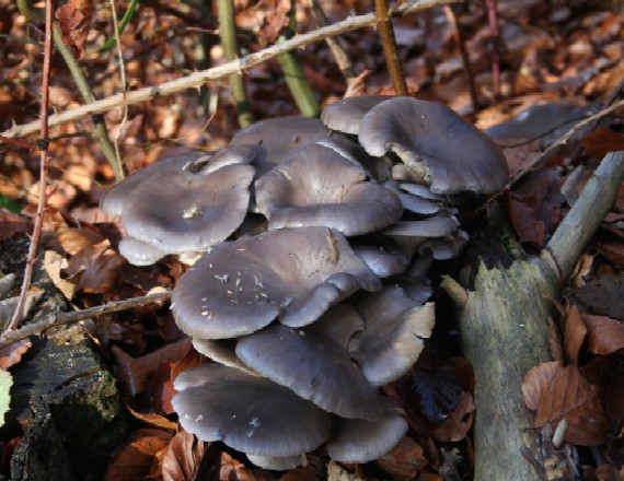 hliva ustricovitá Pleurotus ostreatus (Jacq.) P. Kumm.