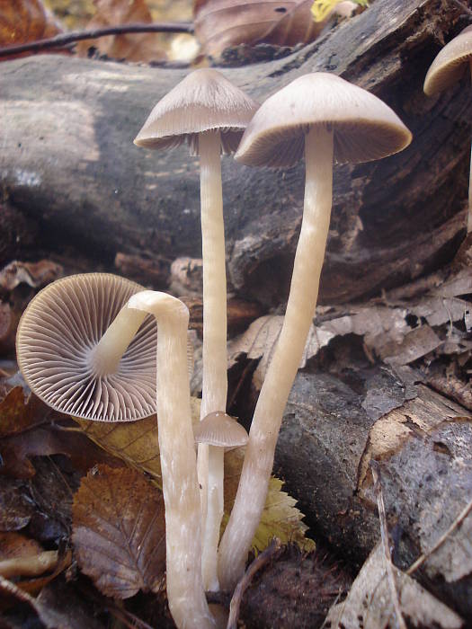 drobuľka Psathyrella sp.