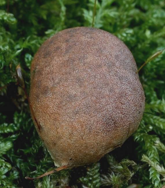 sieťnatka obyčajná? Reticularia lycoperdon? Bull. (1791)