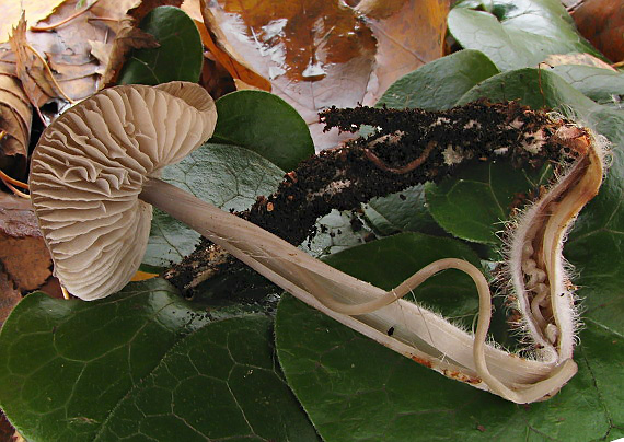 sivolupeňovka Tephrocybe rancida (Fr.) Donk