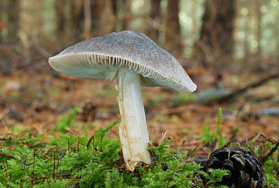 čírovka zemná Tricholoma terreum (Schaeff.) P. Kumm.