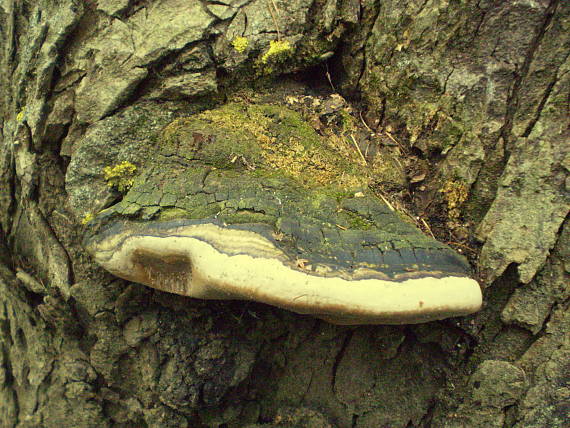 ohňovec Phellinus sp.