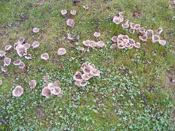 čírovka zemná Tricholoma terreum (Schaeff.) P. Kumm.