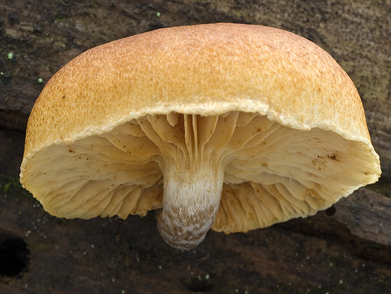 šupinovec nevoňavý Gymnopilus penetrans (Fr.) Murrill