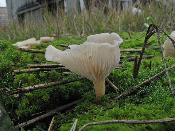 lúčnica snehobiela? Hygrocybe virginea?