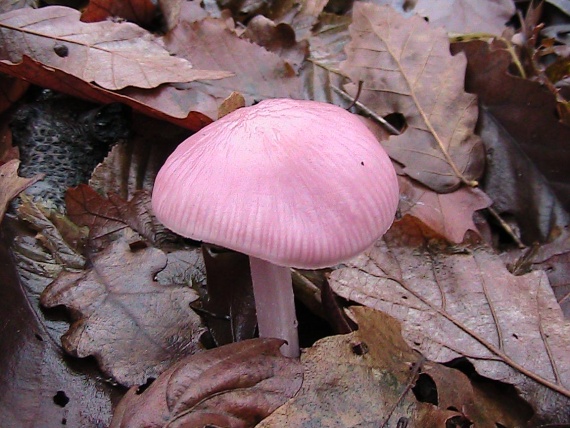 prilbička ružovkastá Mycena rosea Gramberg