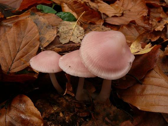 helmovka narůžovělá - Prilbička ružovkastá Mycena rosea Gramberg