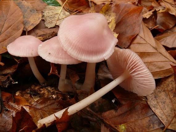 helmovka narůžovělá - Prilbička ružovkastá Mycena rosea Gramberg