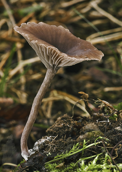 uhľovka lúčovitá? Myxomphalia maura (Fr.) Hora