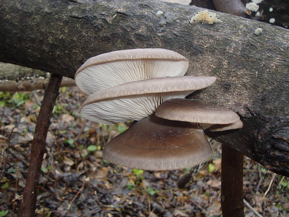 hliva ustricovitá Pleurotus ostreatus (Jacq.) P. Kumm.