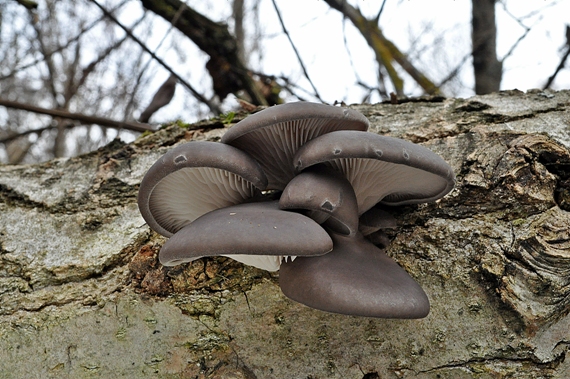 hliva ustricovitá Pleurotus ostreatus (Jacq.) P. Kumm.