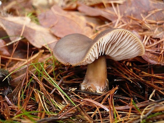 peniazovka maslová Rhodocollybia butyracea (Bull.) Lennox