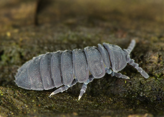 chvostoskok obrovský Tetrodontophora bielanensis