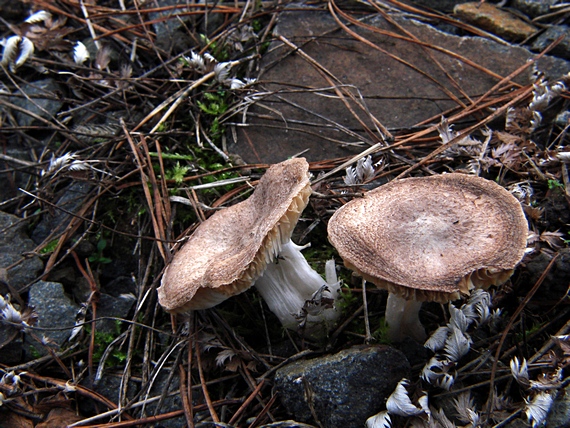 čírovka zemná Tricholoma terreum (Schaeff.) P. Kumm.