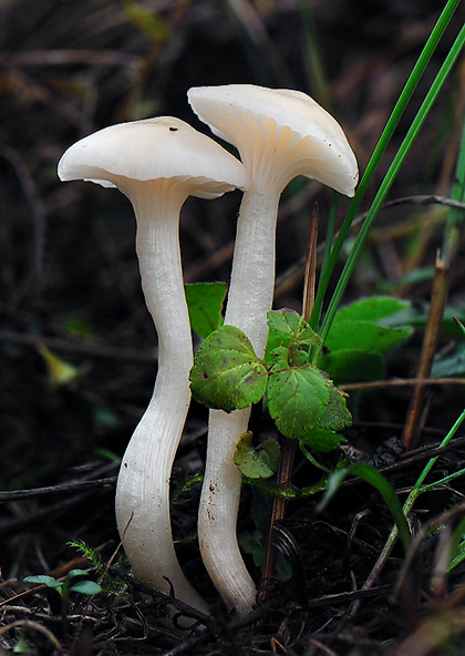 lúčnica snehobiela Cuphophyllus virgineus (Wulfen) Kovalenko