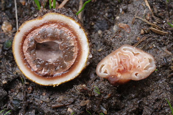 jelenka obecná a komôrovka podvojná Elaphomyces granulatus a Hydnotrya bailii Berk. & Broome