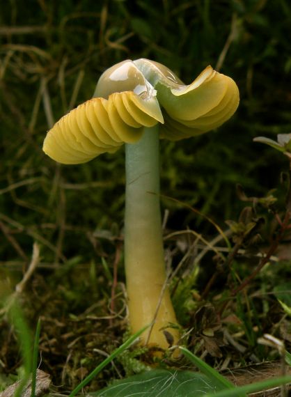 lúčnica žltozelená Gliophorus psittacinus (Schaeff.) Herink