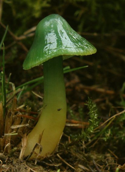 lúčnica žltozelená Gliophorus psittacinus (Schaeff.) Herink