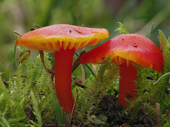 lúčnica šarlátová Hygrocybe coccinea (Schaeff.) P. Kumm.