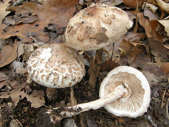 bedľa Konradova Macrolepiota konradii (Huijsman ex P.D. Orton) M.M. Moser