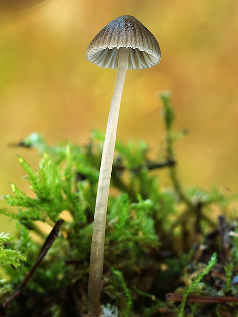 prilbička Mycena sp.