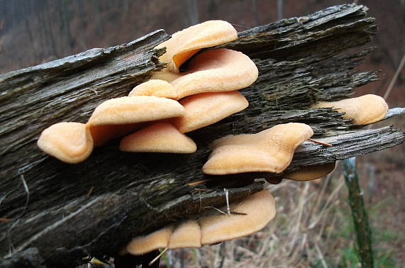 hlivník hniezdovitý Phyllotopsis nidulans (Pers.) Singer