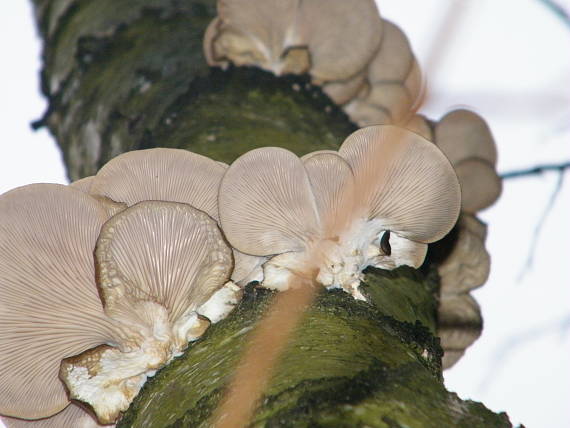 hliva ustricovitá Pleurotus ostreatus (Jacq.) P. Kumm.