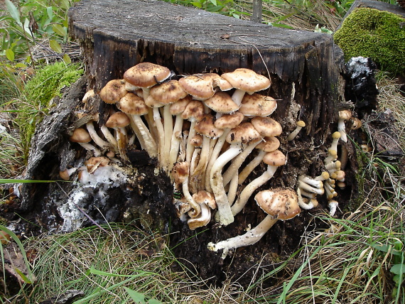 podpňovka tmavá Armillaria ostoyae (Romagn.) Herink